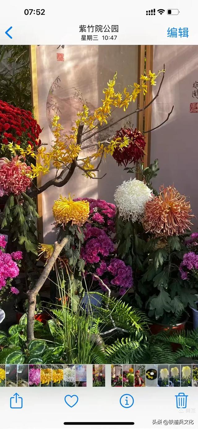 李友珍||岁月倏然·菊韵飘香——紫竹院公园的菊展