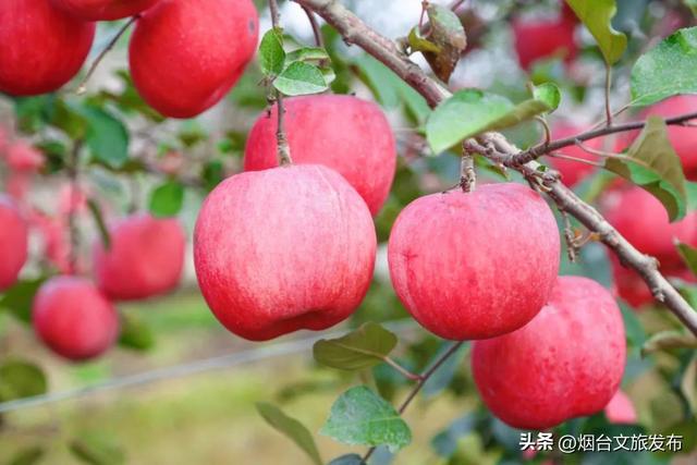 【乐享烟台】任贤齐爱吃的烟台苹果，采摘攻略来了！