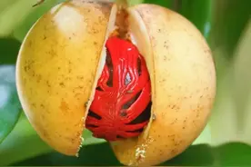 世界上最香的九种香料树，你还知道哪些？图片