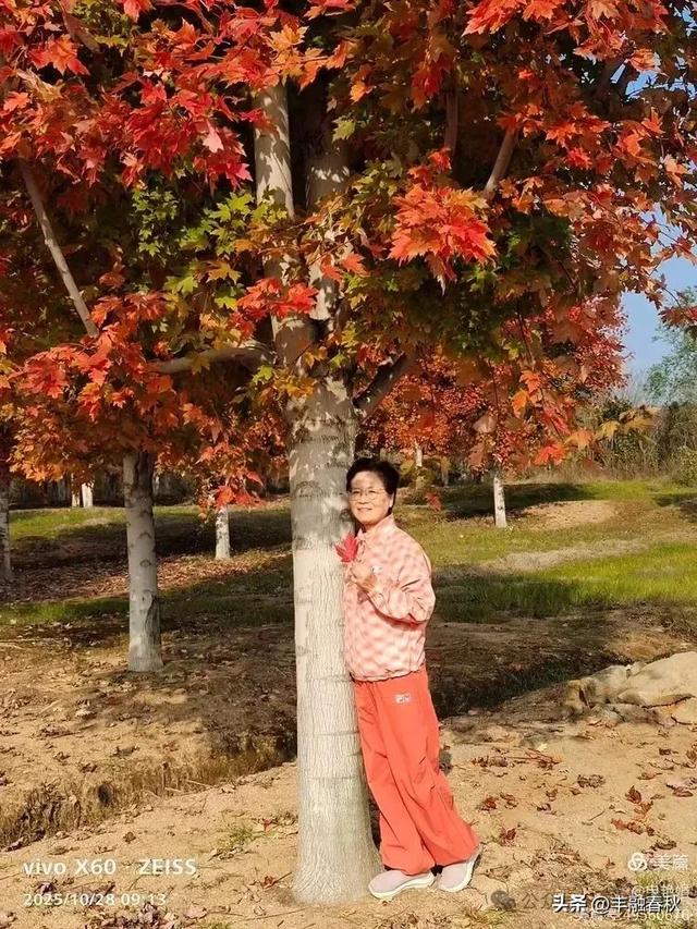 丹枫映秋,枫彩满楼|申艳娟