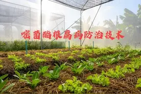 嘧菌酯是替代噁霉灵的好药，治根腐的好手，它的4个配方要记好图片