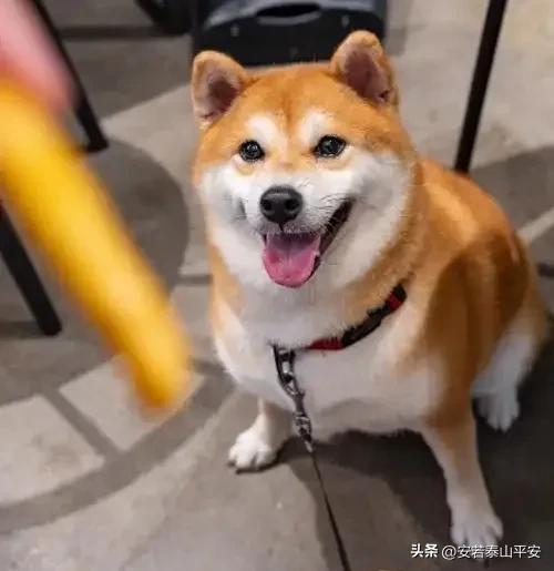 小狗的智商相当于人几岁?真相在这里!