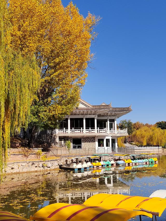 初冬，石家庄裕西公园落叶飘飘！