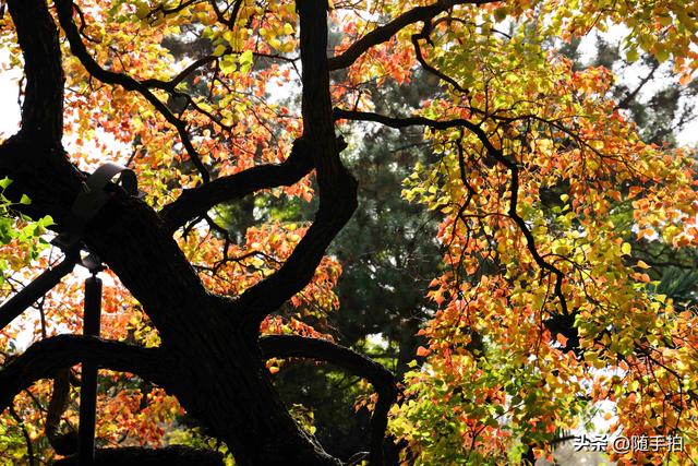 秋色绚烂，上海闵行红园乌桕色彩斑斓梦幻如画