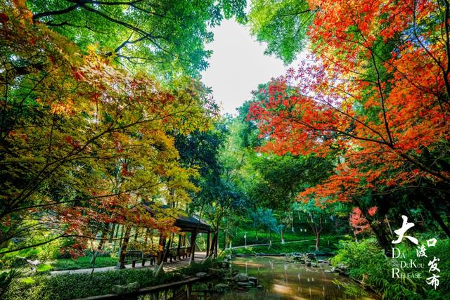 大渡口冬日“顶流”红了