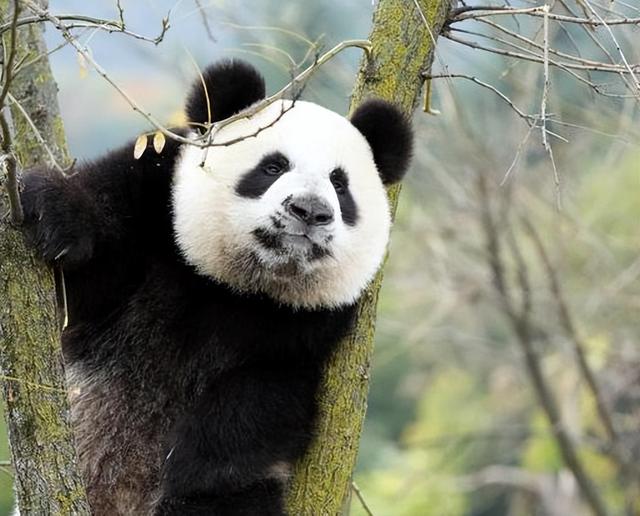 罕见！国庆假期逛景区，偶遇野生大熊猫，网友：国宝也旅游
