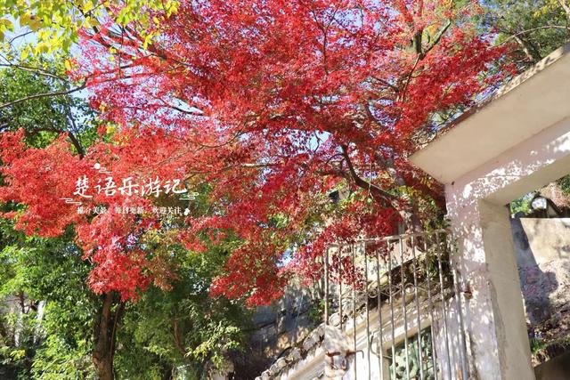 浙江宁波这处城中秘境被人忽略，但是秋色比油画还美，拍照特出片