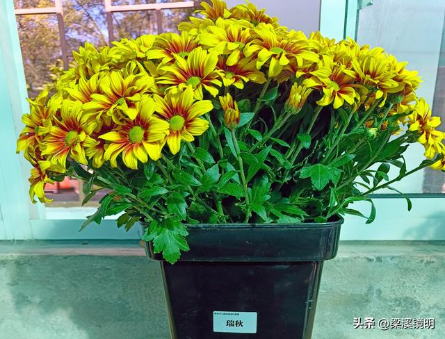 “中山秋韵，菊映盛世”，赏菊南京中山植物园（上）