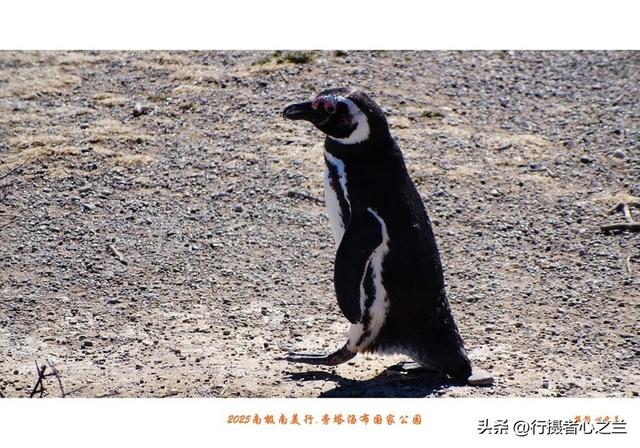 南极南美三国行游影记（77）—阿根廷旁塔汤布国家公园（四）