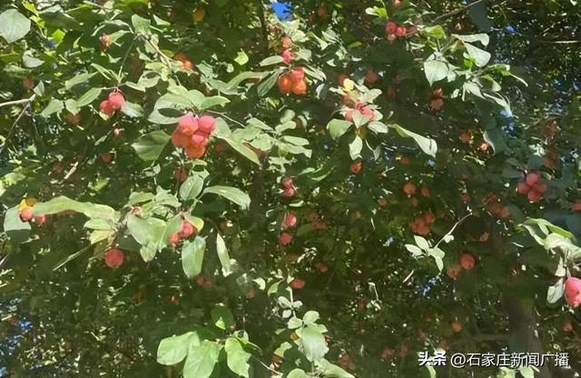 石家庄市城区赏秋最全指南，来啦！