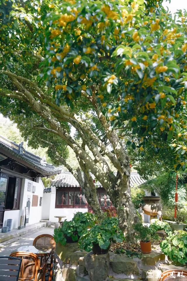 桂香满城！苏州桂花赏花地图来了！
