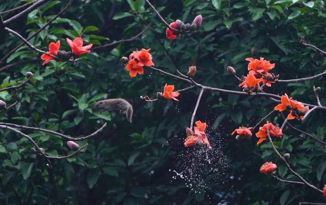 羊城雨中迎惊蛰，珠江公园万物生