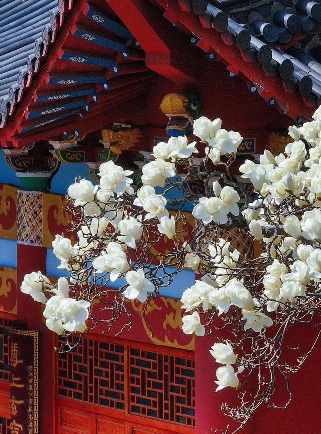 连云港春日“顶流”来啦！