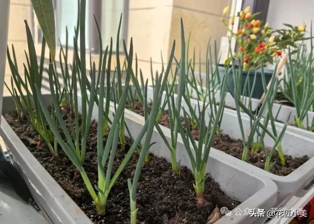 女孩在阳台上,种的白菜“25天即可采收”,网友:果然是快菜!
