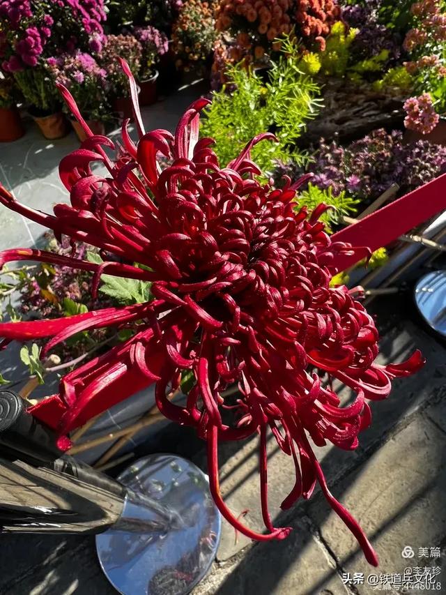 李友珍||岁月倏然·菊韵飘香——紫竹院公园的菊展