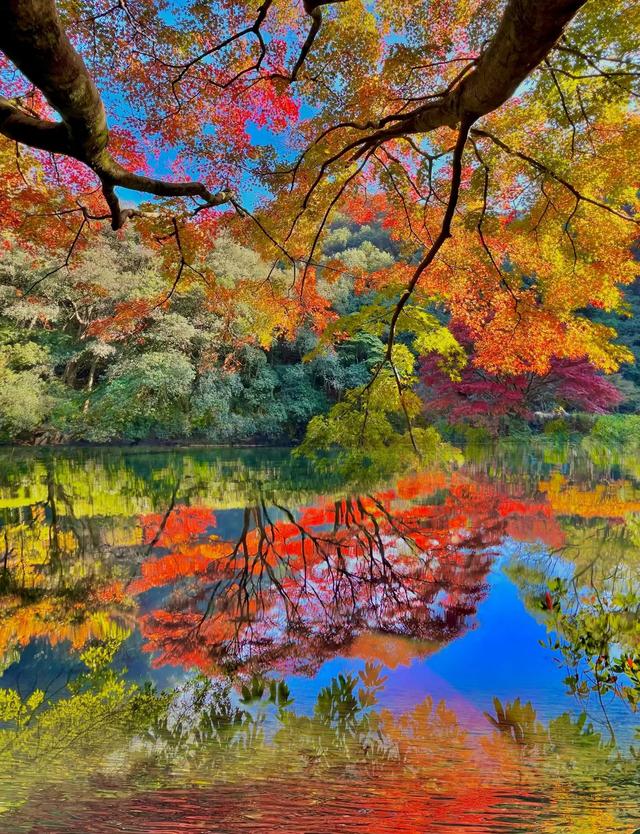 杭州这5个地方彻底火了!不去肠子都悔青!赶紧收藏!