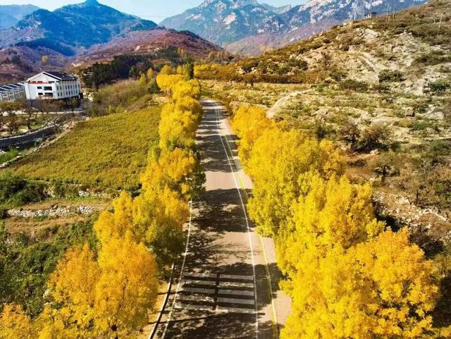 跟着色彩游临沂 | 柿子熟了・田园采摘之旅，承包你的秋日快乐