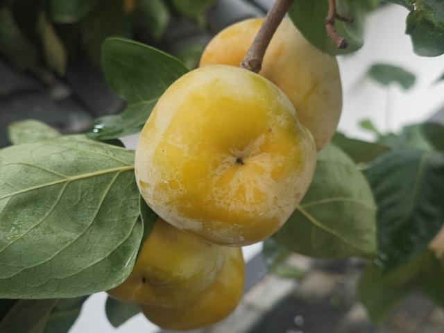 桂北秋色行之柿红