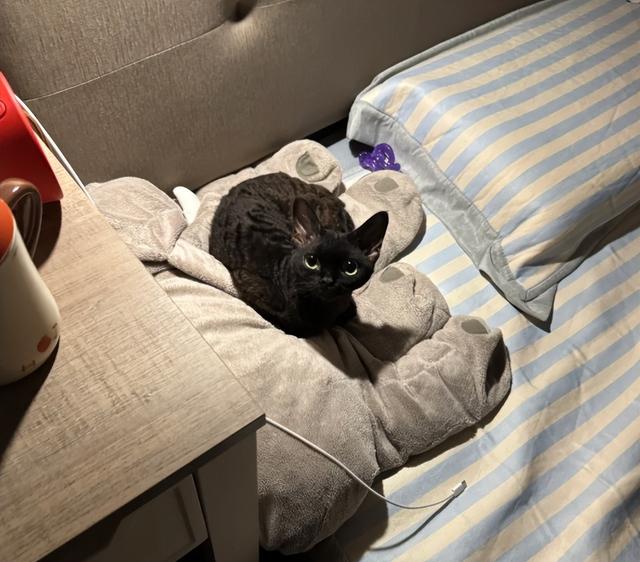 天冷后猫咪为什么喜欢挨着你？很多人都以为它冷，很多人猜错了