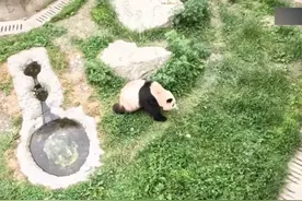 福宝现场直播来啦！福猪猪的邻居是两只公猫猫，都很喜欢福猪猪哟图片