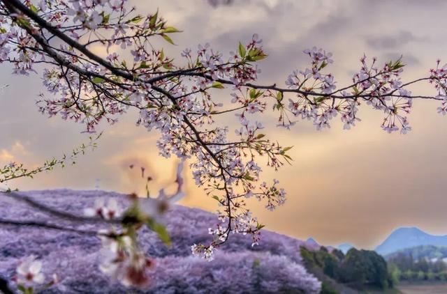 2.4万亩樱花开！中国最大粉色花海，还有油菜花，没门票没停车费