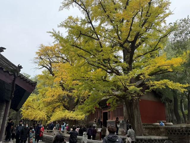 晋祠：千年银杏满枝金 刷屏朋友圈