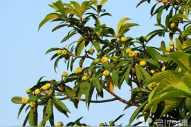 苏州：西山青种枇杷20日左右大量上市图片