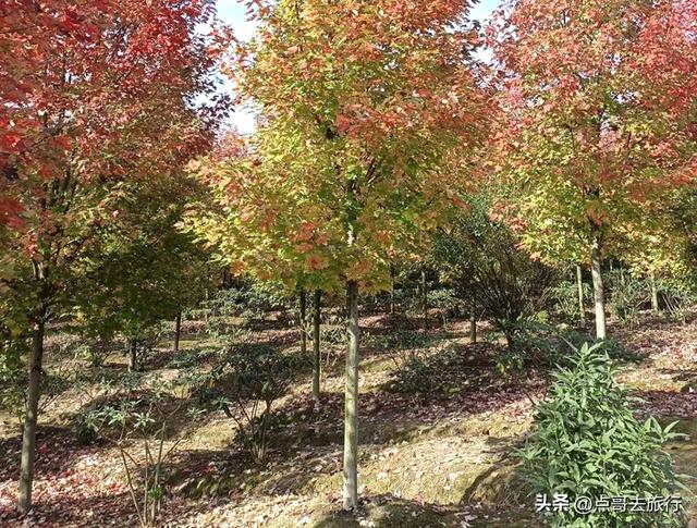 成都近郊最大规模红枫来了，被严重冷落，不要门票，古镇美食诱人