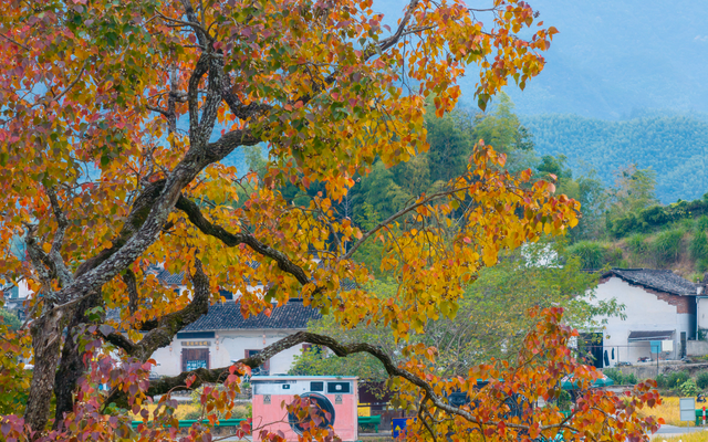 若你问深秋最该去哪里偷段闲？答案，就藏在黟县