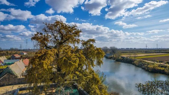 错过了？还有！石岛赏银杏真的有“后悔药”