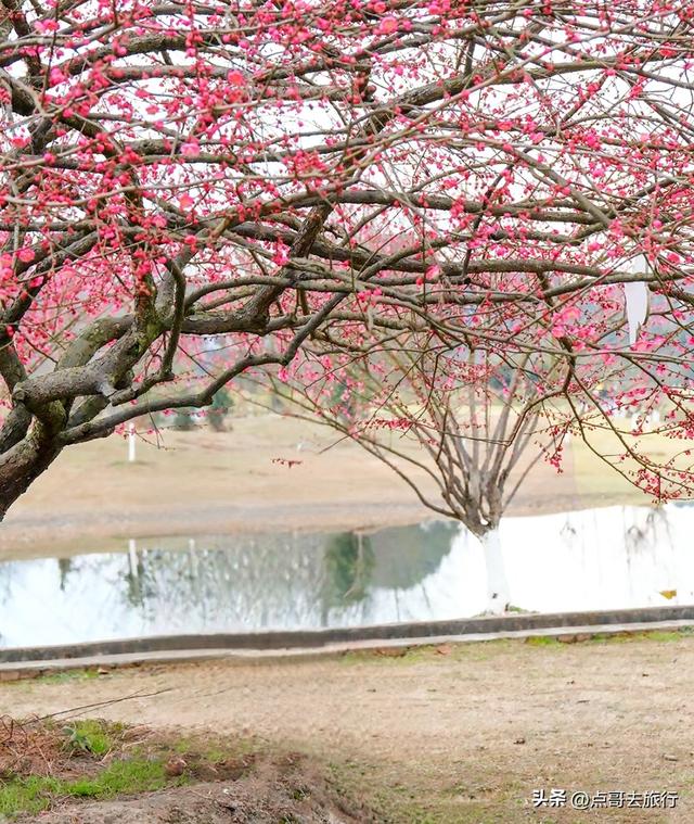 成都郫都区最大面积红梅花开了，粉红花海，非常壮观，不要门票！