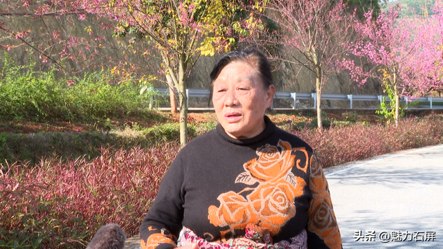 冬日里的粉色浪漫：异龙湖畔冬樱花盛开