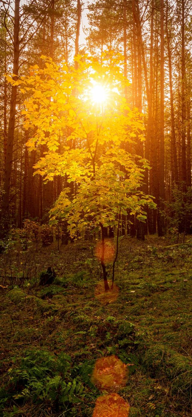 壁纸｜来去都是自由风 好运自会与我重逢