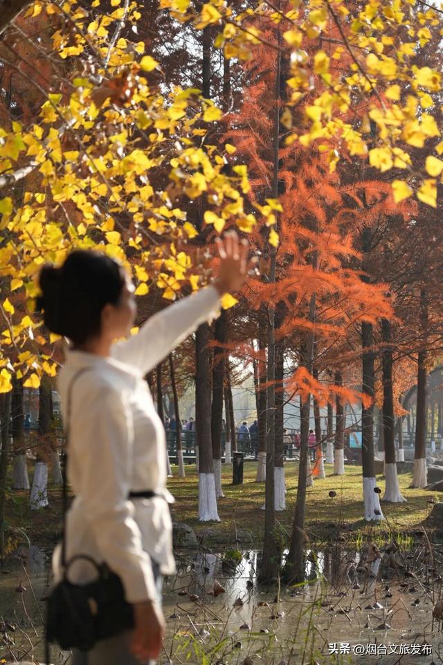 【乐游烟台】目测要火！烟台这座小城最近好看得离谱