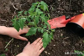 移栽西红柿、茄子、辣椒等蔬菜，牢记五不栽，要不缓苗慢还长不好图片