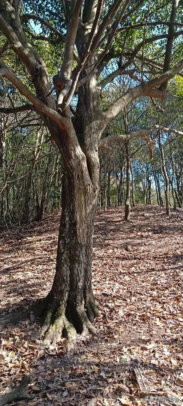 五次试走，终于揭开楠溪江源头永仙边界这条防火道的神秘面纱！