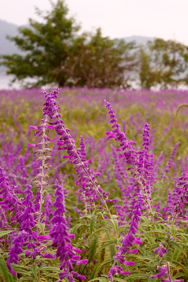洈水的秋，慢了半拍，美了一倍