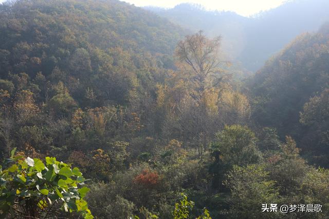 豫客纷至安陆，共赏银杏芦花绘初冬