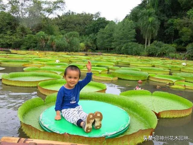 科学+乐趣！版纳植物园王莲承载三万儿童体验“一叶当舟”乐趣