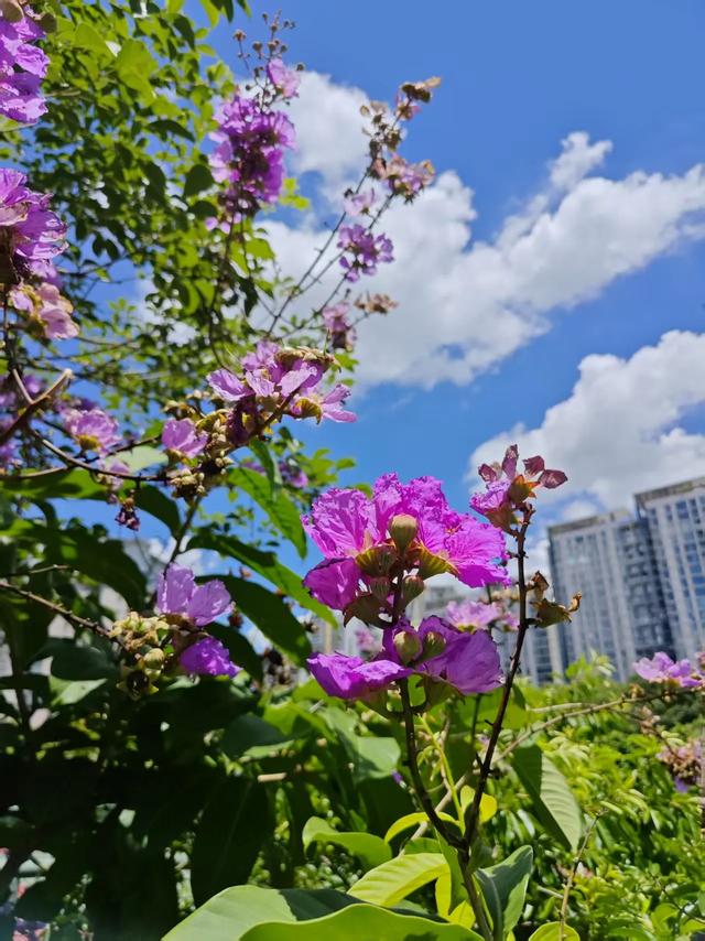 深圳，全国空气质量最好的特超大城市，从天空到地面都是风景