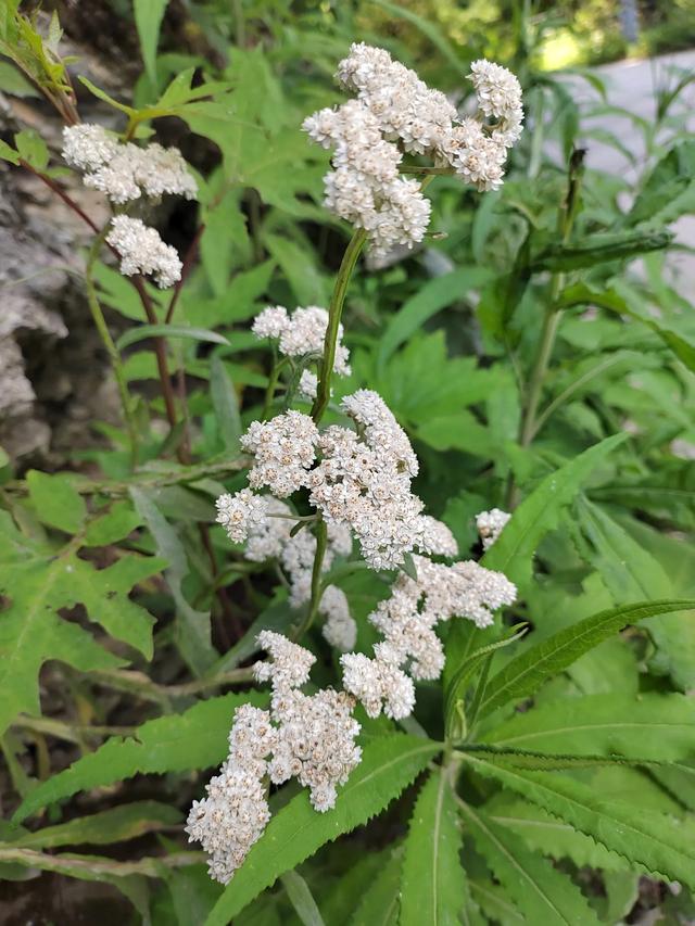 官鹅沟的植物