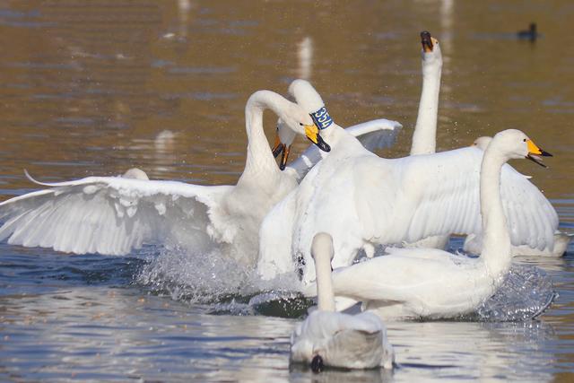 三门峡：黄河岸畔，与白天鹅的冬日之约
