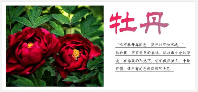 听劝！来呼和浩特赏花吧，四季可约~