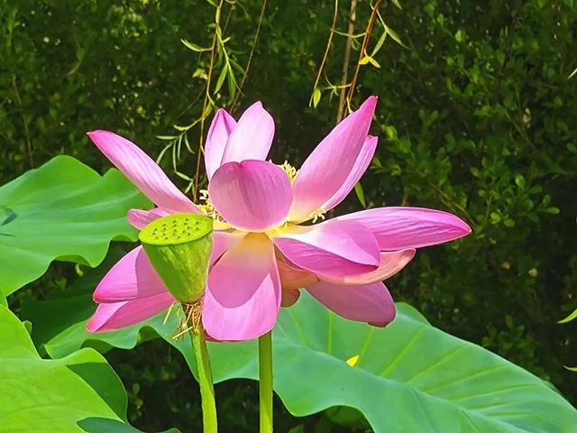 【寻美平度】盛夏的云山，甚 “荷” 我意