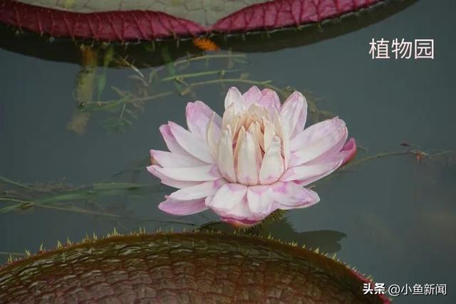 谁说夏天没花看？苏州园林偷偷美翻了！