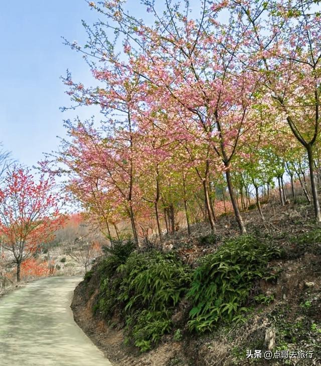 成都附近千亩樱花开了，漫山遍野粉色云霞，超级漂亮，不要门票！