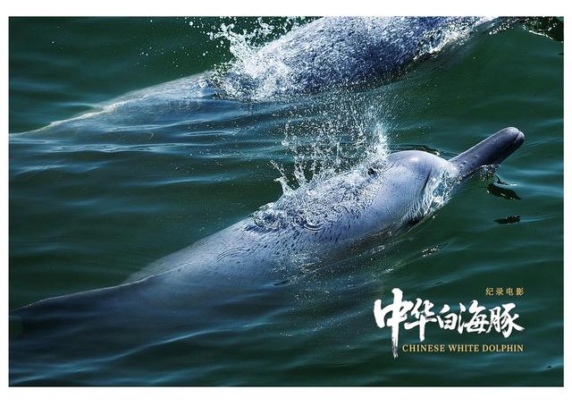 纪录电影《中华白海豚》今日上映，解锁粤港澳大湾区生态人文密码