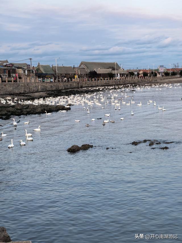 走，去渤海湾看候鸟…