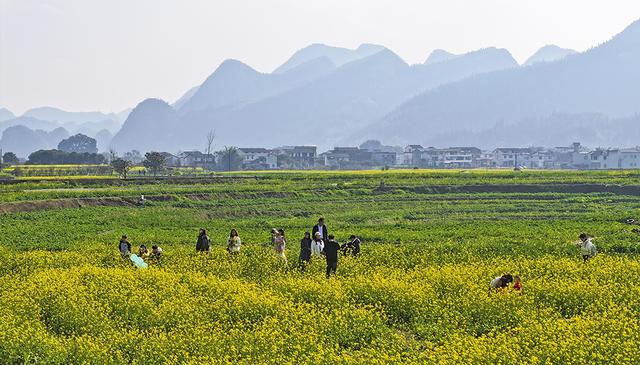 “冬日花海”引客来 万峰林景区6000多亩油菜花渐次开放