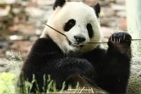 香港市民可以免费来四川看小奇迹和福宝哦！知道为什么吗？图片